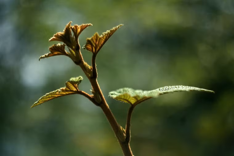 Chúc cho một năm mới may mắn và thành công sẽ đến với mọi người Việt Nam.