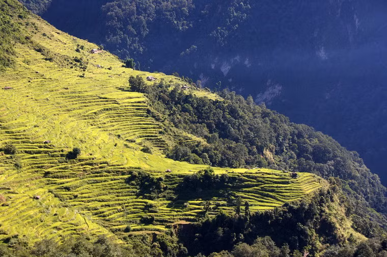 Ruộng bậc thang trên đường đi từ Ghandruk đến Chomrong, Nepal.