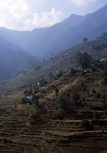 Ruộng bậc thang ở Loharket, Kumaon, Nepal.