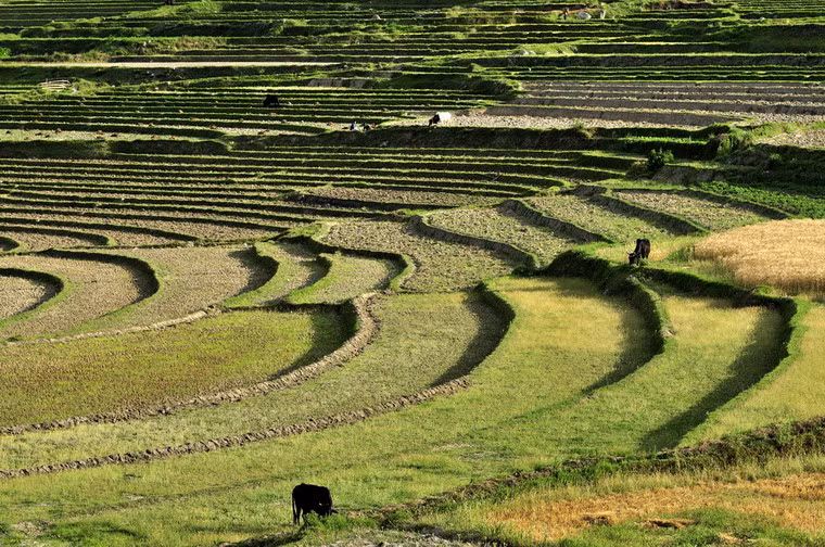 Ruộng bậc thang ở Chimi Lhakhang, Bhutan.