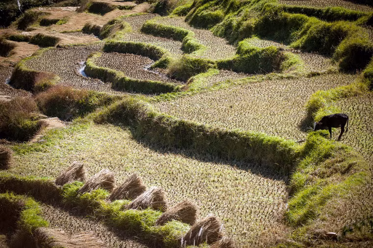 Cận cảnh một thửa ruộng bậc thang ở Bhutan. Ảnh: Internet.