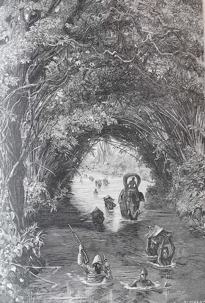 Dòng sông chảy dưới tán rừng rậm.