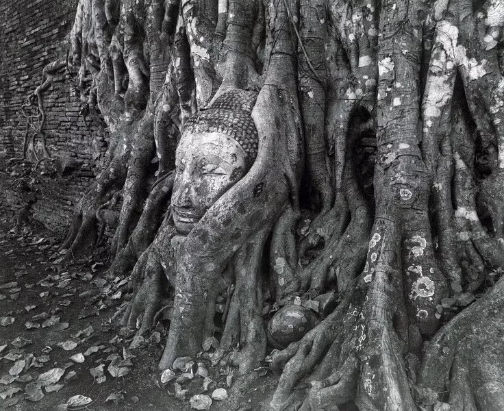 Cũng nhờ được rễ cây bao bọc, đầu tượng Phật này đã thoát khỏi cảnh bị dân săn cổ vật ăn trộm và bán ra nước ngoài như rất nhiều hiện vật khác trong khu vực.