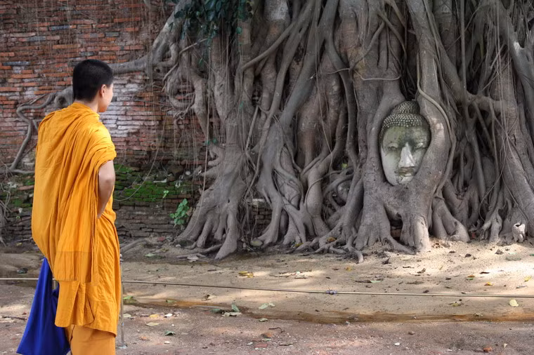 Đối với các Phật tử và du khách, giữa một phế tích đổ nát với nhiều bức tượng Phật mất đầu, sự hiện diện của đầu tượng Phật trong thân cây toát lên một ý nghĩa đặc biệt.