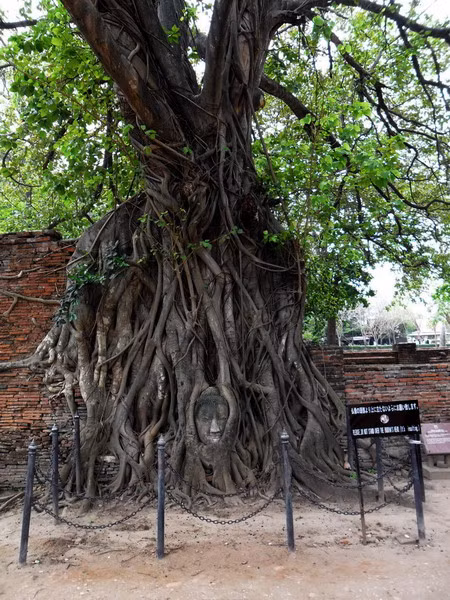 Ngày nay, chùa Wat Phra Mahathat đã trở thành một địa điểm du lịch nổi tiếng của Thái Lan. Bên cạnh các phế tích kiến trúc, đầu tượng Phật trong thân cây là một điểm nhấn đặc biệt ở nơi đây.