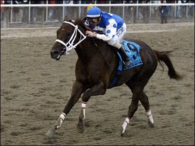 5. Sinh ra trong một “dòng họ” ngựa lừng lẫy với nhiều nhà vô địch, Smarty Jones – chú ngựa đua sinh năm 2001 – đã khẳng định tên tuổi của mình bằng hàng loạt chiến thắng ấn tượng và trở thành một trong những ngựa đua được ưa thích nhất trong lịch sử nước Mỹ.