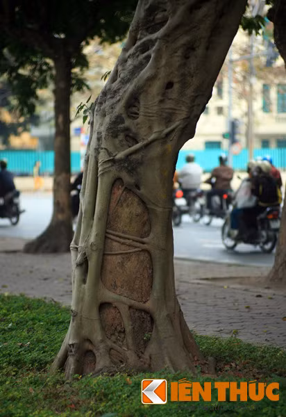 Sự hiện diện của loài "ma cây" tàn bạo này cũng tạo nên một nét độc đáo cho các đường phố ở Hà Nội.