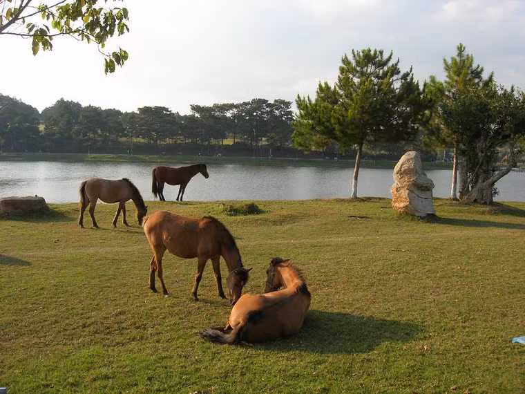 Đàn ngựa bên bờ hồ Đà Lạt. Ảnh: Aaron.
