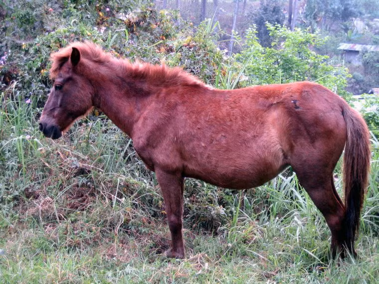 Một chú ngựa non ở ngoại ô Đà Lạt. Ảnh: Yuppienomad.