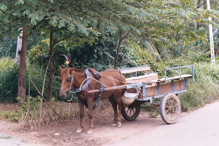 Chú ngựa cô đơn. Ảnh: Msoderstrom.
