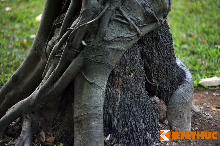 Cây dừa xấu số này đã bị "bóp chết" bởi một sát thủ trong giới thực vật, có tên là đa bóp cổ .