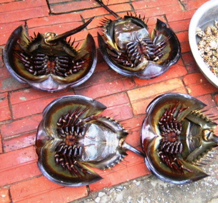 Sam biển là một loài hải sản họ cua, sống ở vùng nước sâu, có vỏ (mai) cứng, dưới bụng có tám chân (càng), thường sống thành cặp, con đực bám trên lưng con cái. Để chế biến sam biển, một loài giáp xác có tính lạnh, phải thật khéo léo và dứt khoát khi cắt tiết để máu sam màu xanh chảy thành tia, nhanh và sạch tránh làm mất độ ngon của thịt. Sam có thể chế biến các món ăn như: Tiết canh sam, súp sam, gỏi sam, chân sam xào chua ngọt, đùi sam nướng, chả sam rán, riêu sam nấu với trứng, lẩu sam.