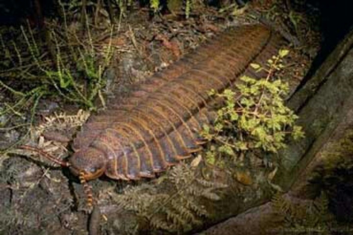  Không phải loài săn mồi. Arthropleura có khả năng là loài ăn thực vật phân hủy, tương tự cuốn chiếu hiện đại. Trong khi đó rết hiện đại là những loài săn mồi. Ảnh: Pinterest.