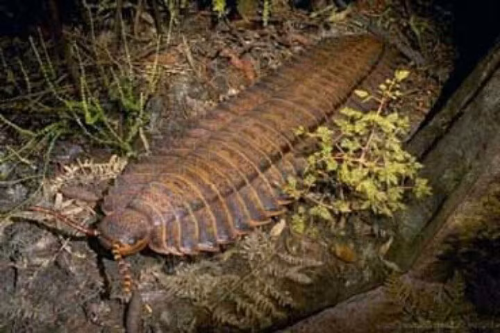  Không phải loài săn mồi. Arthropleura có khả năng là loài ăn thực vật phân hủy, tương tự cuốn chiếu hiện đại. Trong khi đó rết hiện đại là những loài săn mồi. Ảnh: Pinterest.