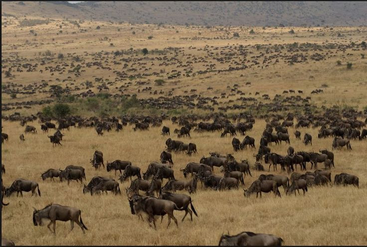  4. Vườn quốc gia Serengeti (Tanzania). Là một trong những hệ sinh thái cổ xưa nhất, Serengeti được coi là một kỳ quan thiên nhiên của châu Phi. Đây là nơi diễn ra cuộc đại di cư hàng năm của động vật hoang dã với sự tham gia của hàng triệu con linh dương đầu bò và ngựa. Ảnh: Pinterest.