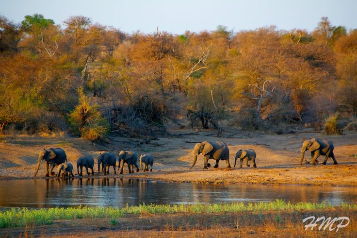  5. Vườn quốc gia Kruger (Nam Phi). Là một trong những khu bảo tồn động vật hoang dã lớn nhất, Kruger là nơi hiếm hoi sở hữu "Big Five" của thế giới động vật châu Phi, gồm sư tử, voi, trâu rừng, báo và tê giác. Đây cũng là một nơi trải nghiệm du lịch safari đẳng cấp thế giới. Ảnh: Pinterest.