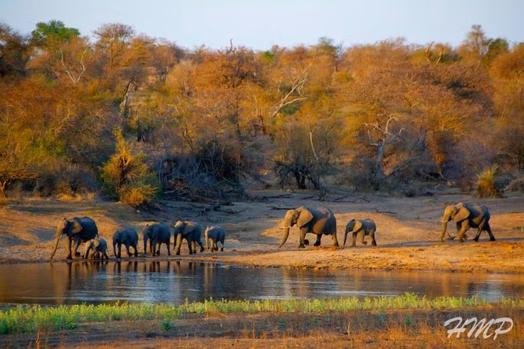  5. Vườn quốc gia Kruger (Nam Phi). Là một trong những khu bảo tồn động vật hoang dã lớn nhất, Kruger là nơi hiếm hoi sở hữu "Big Five" của thế giới động vật châu Phi, gồm sư tử, voi, trâu rừng, báo và tê giác. Đây cũng là một nơi trải nghiệm du lịch safari đẳng cấp thế giới. Ảnh: Pinterest.