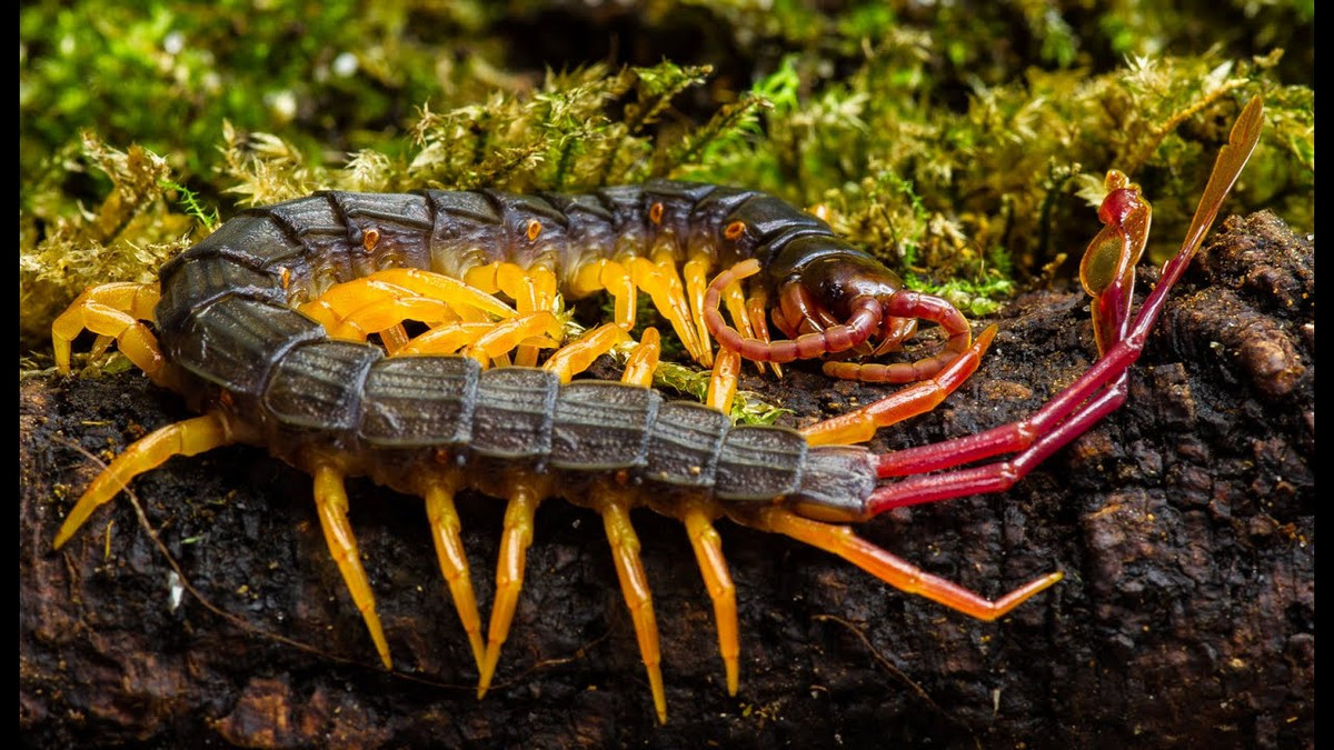  2. Rết là loài ăn thịt và săn mồi chủ động. Rết sử dụng răng nanh có độc để tiêm nọc vào con mồi, bao gồm côn trùng, giun, và thậm chí là động vật có xương sống nhỏ như chuột hoặc chim non. Ảnh: Pinterest.