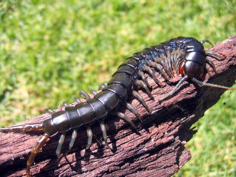  5. Rết có thể tái tạo chân bị mất. Nếu bị mất chân vì một lý do nào đó, rết có thể mọc lại chúng trong quá trình lột xác. Ảnh: Pinterest.