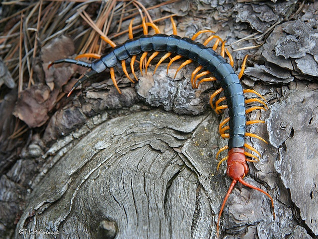  7. Một số loài rết có thể phát sáng trong bóng tối. Một số loài rết hóa thạch và rết vùng Arizona (Hemiscolopendra marginata) có khả năng phát quang sinh học khi tiếp xúc với tia UV. Ảnh: Pinterest.