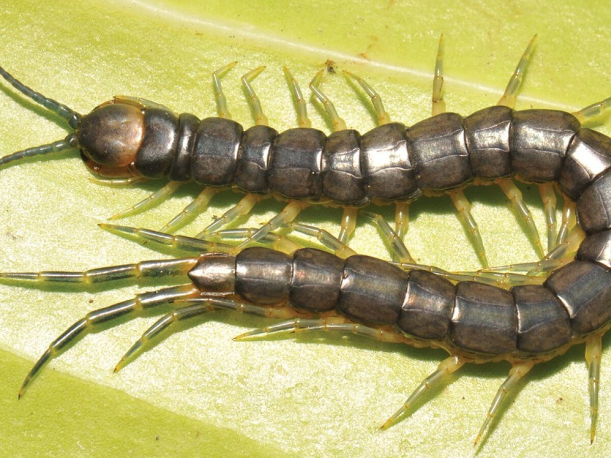  9. Có loài sống dưới nước. Loài Scolopendra cataracta là loài rết hiếm hoi có sống dưới nước lẫn trên cạn, được phát hiện ở Đông Nam Á. Ảnh: Helios-i.mashable.com.