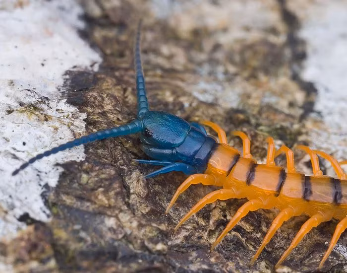 4. Tốc độ di chuyển đáng kinh ngạc. Rết là loài săn mồi nhanh nhẹn, một số loài có thể đạt tốc độ lên đến 0,4 mét/giây, giúp chúng bắt con mồi hiệu quả. Ảnh: Pinterest.