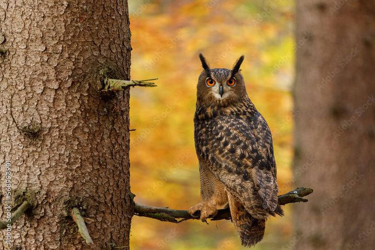 1. Loài cú lớn nhất thế giới. Cú đại bàng có sải cánh lên đến 1,5 - 1,8 mét và có thể nặng tới 4,2 kg. Ảnh: Pinterest.