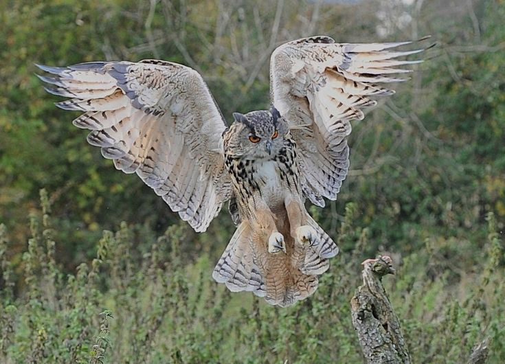  4. Thợ săn bậc thầy với móng vuốt cực khỏe. Móng vuốt của cú đại bàng rất mạnh, có thể tạo lực 140-300 Newton, đủ để giết chết một con cáo hoặc một con hươu nhỏ. Ảnh: Pinterest.