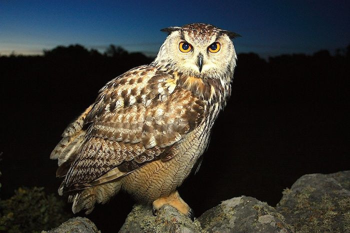  7. Sống được đến 60 năm. Trong môi trường hoang dã, cú đại bàng có thể sống khoảng 20-30 năm, nhưng trong điều kiện nuôi nhốt, chúng có thể sống tới 60 năm. Ảnh: Pinterest.