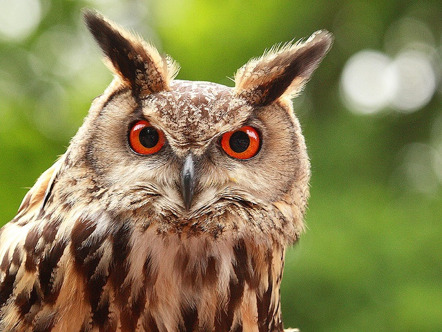  2. Đôi mắt khổng lồ giúp nhìn ban đêm cực tốt. Mắt của chúng rất lớn và nhạy cảm với ánh sáng yếu, giúp chúng có tầm nhìn tuyệt vời trong bóng tối. Tuy nhiên, cú không thể di chuyển mắt mà phải xoay đầu để nhìn xung quanh. Ảnh: Pinterest.