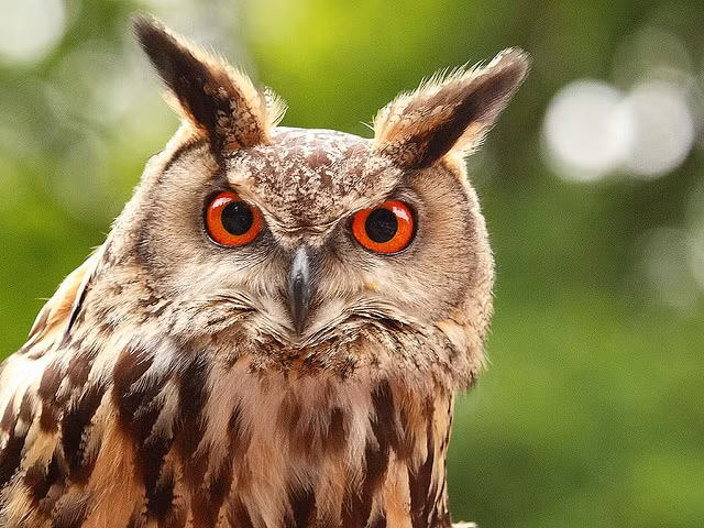  2. Đôi mắt khổng lồ giúp nhìn ban đêm cực tốt. Mắt của chúng rất lớn và nhạy cảm với ánh sáng yếu, giúp chúng có tầm nhìn tuyệt vời trong bóng tối. Tuy nhiên, cú không thể di chuyển mắt mà phải xoay đầu để nhìn xung quanh. Ảnh: Pinterest.