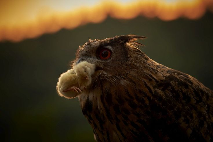  10. Biểu tượng của sức mạnh và bí ẩn. Ở nhiều nền văn hóa, cú đại bàng được coi là biểu tượng của sự thông thái, sức mạnh và đôi khi là điềm báo huyền bí. Trong thần thoại Bắc Âu, nó gắn liền với thần Odin. Ảnh: Pinterest.