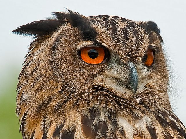  5. Âm thanh kêu đặc trưng vang xa hàng km. Tiếng kêu "u-hu" trầm vang của cú đại bàng có thể nghe thấy từ khoảng cách tới 2 km, đặc biệt vào mùa sinh sản khi chúng gọi bạn tình. Ảnh: Pinterest.