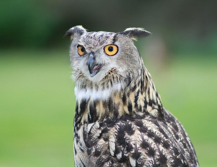  3. Xoay đầu gần 270 độ. Nhờ có cấu trúc xương cổ đặc biệt với 14 đốt sống cổ (nhiều hơn con người gấp đôi), cú đại bàng có thể xoay đầu gần 270 độ mà không làm tổn thương mạch máu hay dây thần kinh. Ảnh: Pinterest.