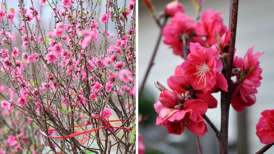 Chính vì những điều trên mà người xưa thường treo ấn đào trước cửa nhà, ngụ ý “miễn dịch với mọi ma quỷ”. Trồng cây cảnh này trước nhà có thể bảo vệ bạn khỏi các loại ma quỷ và xua đuổi tà ma.