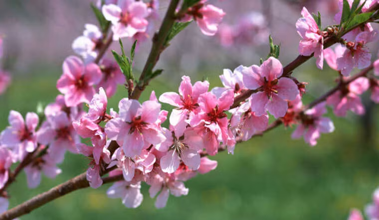 Ngoài ra còn có những cây đào với những quả đỏ treo trên cành, đặc biệt là những quả có phần đầu màu đỏ, khiến người ta chỉ cần nhìn thôi cũng thấy vui và chảy nước miếng. Quả đào rất giàu chất dinh dưỡng, chứa nhiều vitamin và nguyên tố vi lượng, đặc biệt bổ dưỡng.