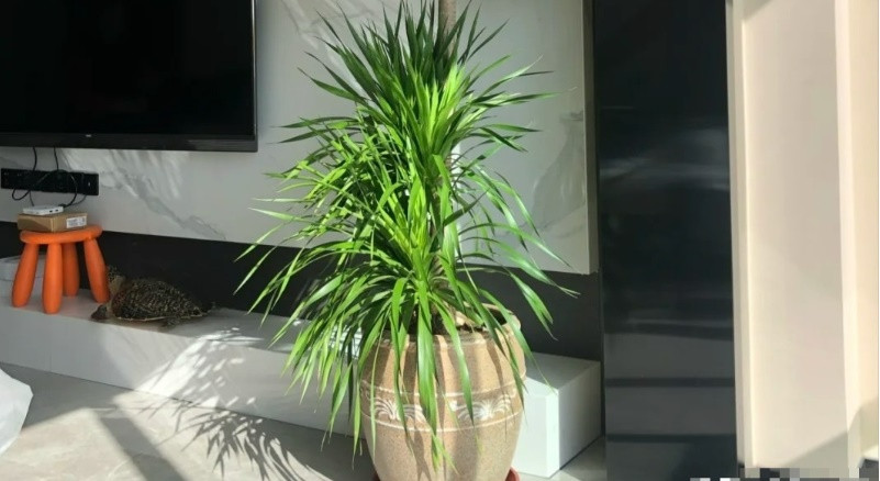  Trong phong thủy, cây cảnh này có thể cải thiện vận may và thịnh vượng cho gia đình. Vì vậy, không gì tốt hơn nếu đầu năm mới bạn trồng một chậu huyết rồng trong phòng khách.