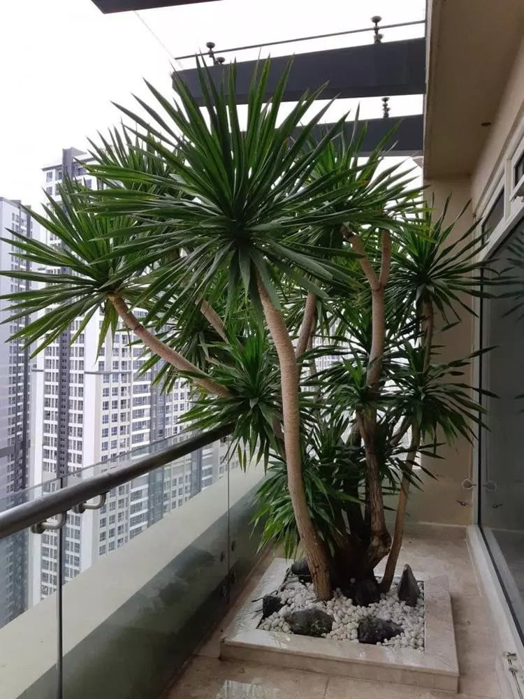 Cây huyết rồng còn có thể hấp thụ khí độc hại trong phòng và chuyển hóa thành oxy thông qua quá trình quang hợp. Đặt cây huyết long trong nhà không chỉ tạo cảnh đẹp mà còn điều chỉnh khí trong nhà, mang lại sức sống cho ngôi nhà, từ đó xua đuổi tà ma, mang lại bình an, may mắn cho gia đình. 