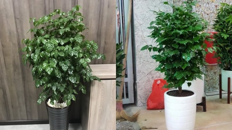  Cây hạnh phúc phát triển rất thanh lịch, thân thẳng và lá duyên dáng, quanh năm xanh tốt, lá óng ả và tươi tốt. Khi đặt trong nhà, năng lượng hùng vĩ tỏa ra, trông rất sảng khoái và vô cùng tự nhiên. Tuy nhiên, nhiều người vẫn luôn coi nó như một loại cây lá thuần khiết mà không biết rằng nó còn có “kỹ năng” nở hoa!