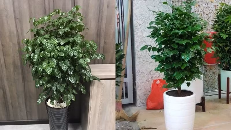  Cây hạnh phúc phát triển rất thanh lịch, thân thẳng và lá duyên dáng, quanh năm xanh tốt, lá óng ả và tươi tốt. Khi đặt trong nhà, năng lượng hùng vĩ tỏa ra, trông rất sảng khoái và vô cùng tự nhiên. Tuy nhiên, nhiều người vẫn luôn coi nó như một loại cây lá thuần khiết mà không biết rằng nó còn có “kỹ năng” nở hoa!