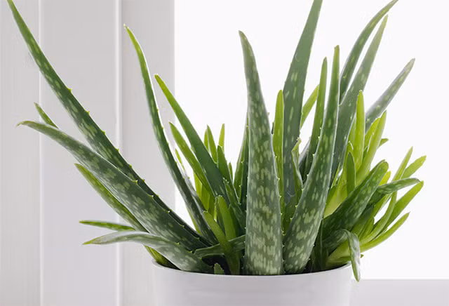  Cây nha đam: Cây nha đam được khá nhiều nhà trồng như một loại cây cảnh. Lá của cây này còn được dùng để nấu ăn, làm đẹp. Trong phong thủy, cây nha đam cũng có ý nghĩa tốt, đặc biệt là với gia chủ thuộc mệnh Mộc.