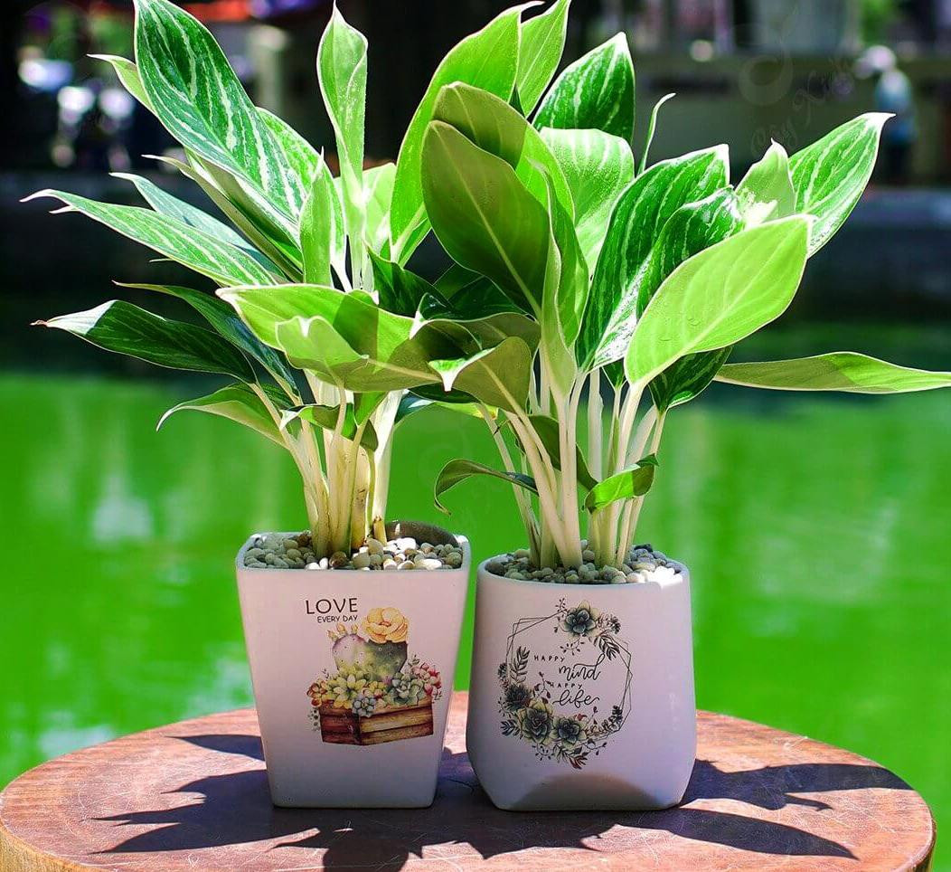 Cây phát lộc: Mặc dù có rất nhiều người nuôi câyphát lộcnhưng số người thực sự nhìn thấy nó nở hoa quả thực rất hiếm. Vì vậy, nhiều người bị “giữ” trong bóng tối và không hề biết rằngcâyphát lộctrông bình thường này thực ra lại là một “bậc thầy ra hoa” ẩn giấu.