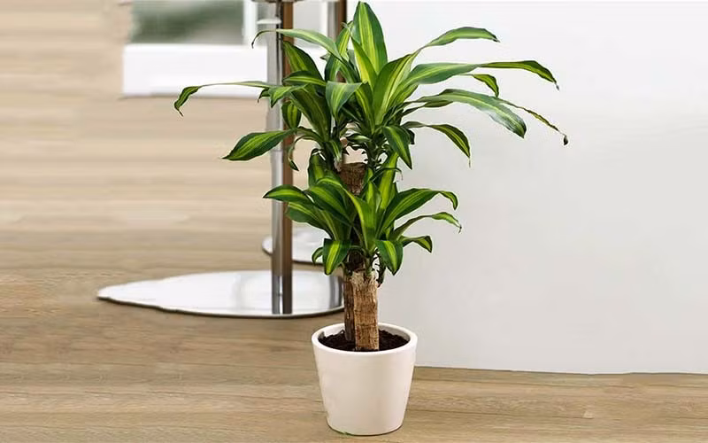  Cây thiết mộc lan: Cây thiết mộc lan thuộc nhóm cây thân gỗ, có tác dụng thanh lọc không khí cực tốt. Loại cây này có sức sống mãnh liệt. Bạn chỉ cần trồng một cành nhỏ xuống đất, sau một thời gian nó có thể phát triển mạnh mẽ, tươi tốt. Trong phong thủy, loại cây này cũng có ý nghĩa cầu tài lộc, may mắn.