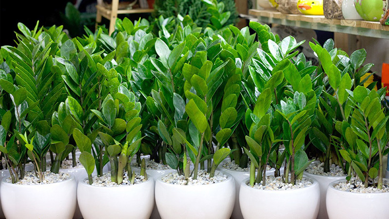  Vì vậy, ai trồng loại cây này đều mong được ngắm hoa kim tiền một lần trong đời. Hoa của cây kim tiền hình trụ dài, có các nếp uốn lượn như hoa văn trang trí trên thân. 