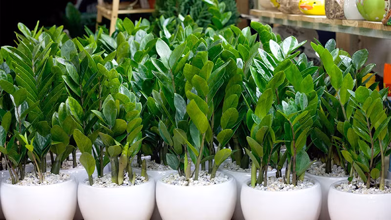  Vì vậy, ai trồng loại cây này đều mong được ngắm hoa kim tiền một lần trong đời. Hoa của cây kim tiền hình trụ dài, có các nếp uốn lượn như hoa văn trang trí trên thân. 