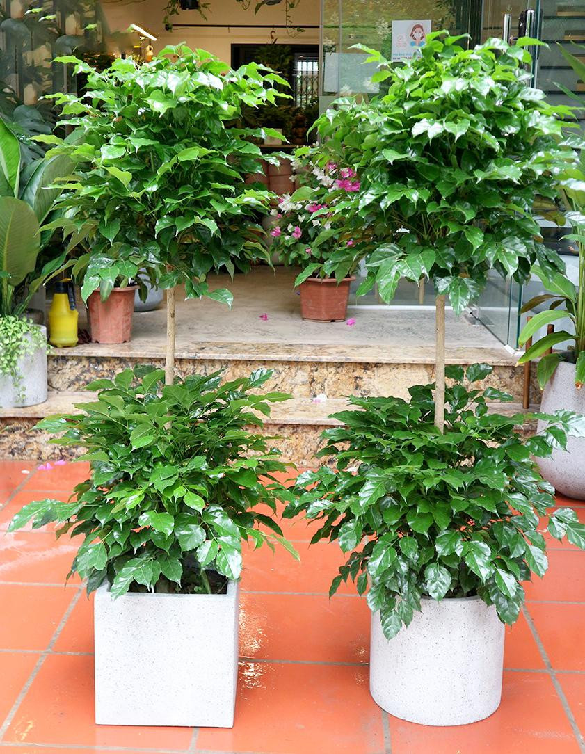  Cây hạnh phúc: Bất cứ khi nào bạn chuyển đến một ngôi nhà mới hoặc mở một cửa hàng mới, cây hạnh phúc là không thể thiếu trong những cây cảnh này với hy vọng sẽ mang lại may mắn “giàu có, vạn sự như ý”! 