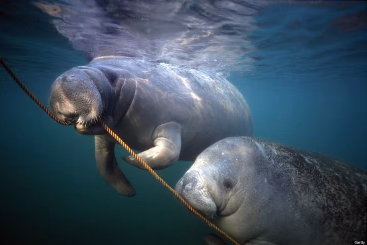  8. Chúng rất hiền lành và không có thiên địch tự nhiên. Lợn biển không săn bắt con mồi và cũng không có kẻ săn mồi tự nhiên. Tuy nhiên, chúng thường bị đe dọa bởi con người, đặc biệt là tai nạn do tàu thuyền. Ảnh: Pinterest.