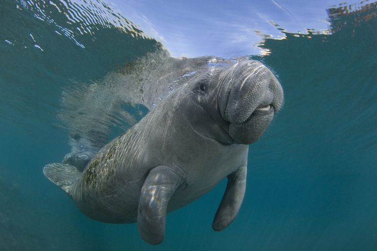 7. Chúng có thể "xì hơi" để lặn. Lợn biển kiểm soát độ nổi bằng cách điều chỉnh lượng khí trong ruột – về cơ bản, chúng có thể "xì hơi" để chìm xuống hoặc giữ khí lại để nổi lên. Ảnh: Pinterest.