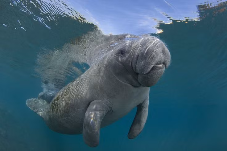  7. Chúng có thể "xì hơi" để lặn. Lợn biển kiểm soát độ nổi bằng cách điều chỉnh lượng khí trong ruột – về cơ bản, chúng có thể "xì hơi" để chìm xuống hoặc giữ khí lại để nổi lên. Ảnh: Pinterest.