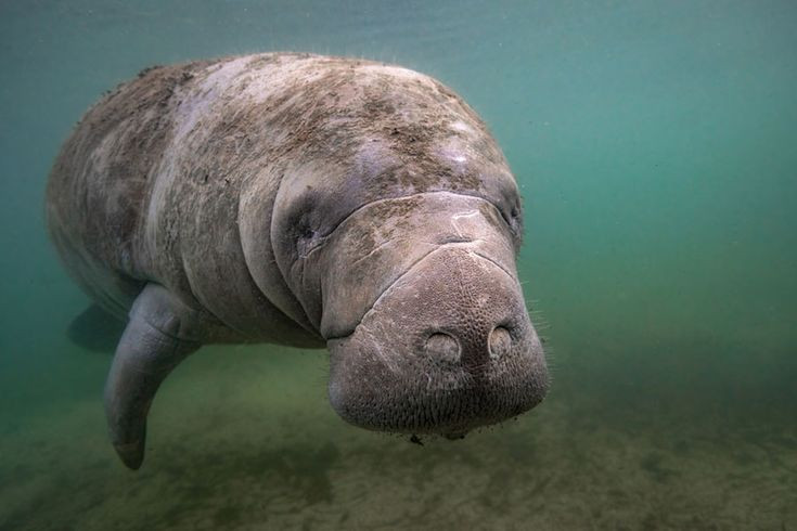  3. Lợn biển không có răng cửa hay răng nanh. Chúng chỉ có một dãy răng hàm giúp nghiền nát thực vật. Đặc biệt, những chiếc răng này liên tục bị thay thế trong suốt cuộc đời, giống như một "băng chuyền răng". Ảnh: Pinterest.